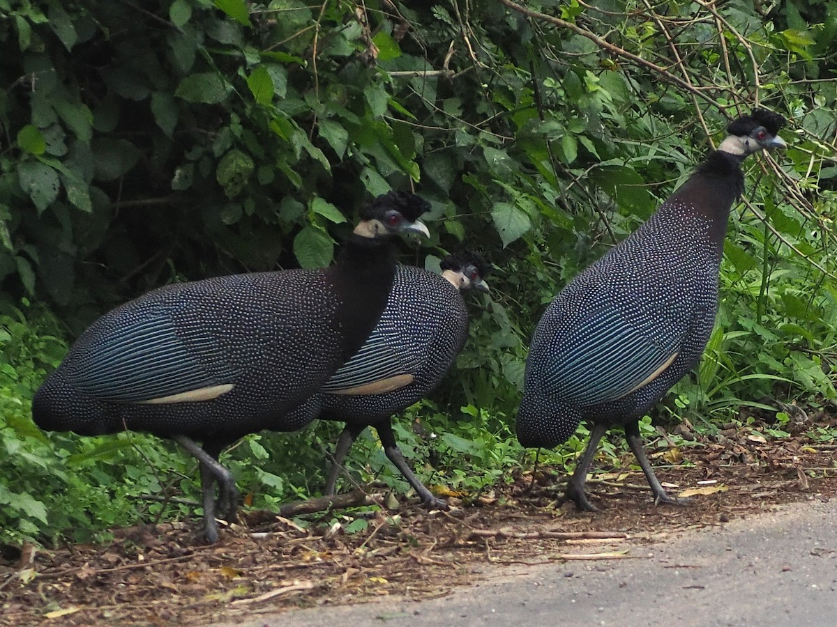 Southern Crested Guineafowl - ML644489171