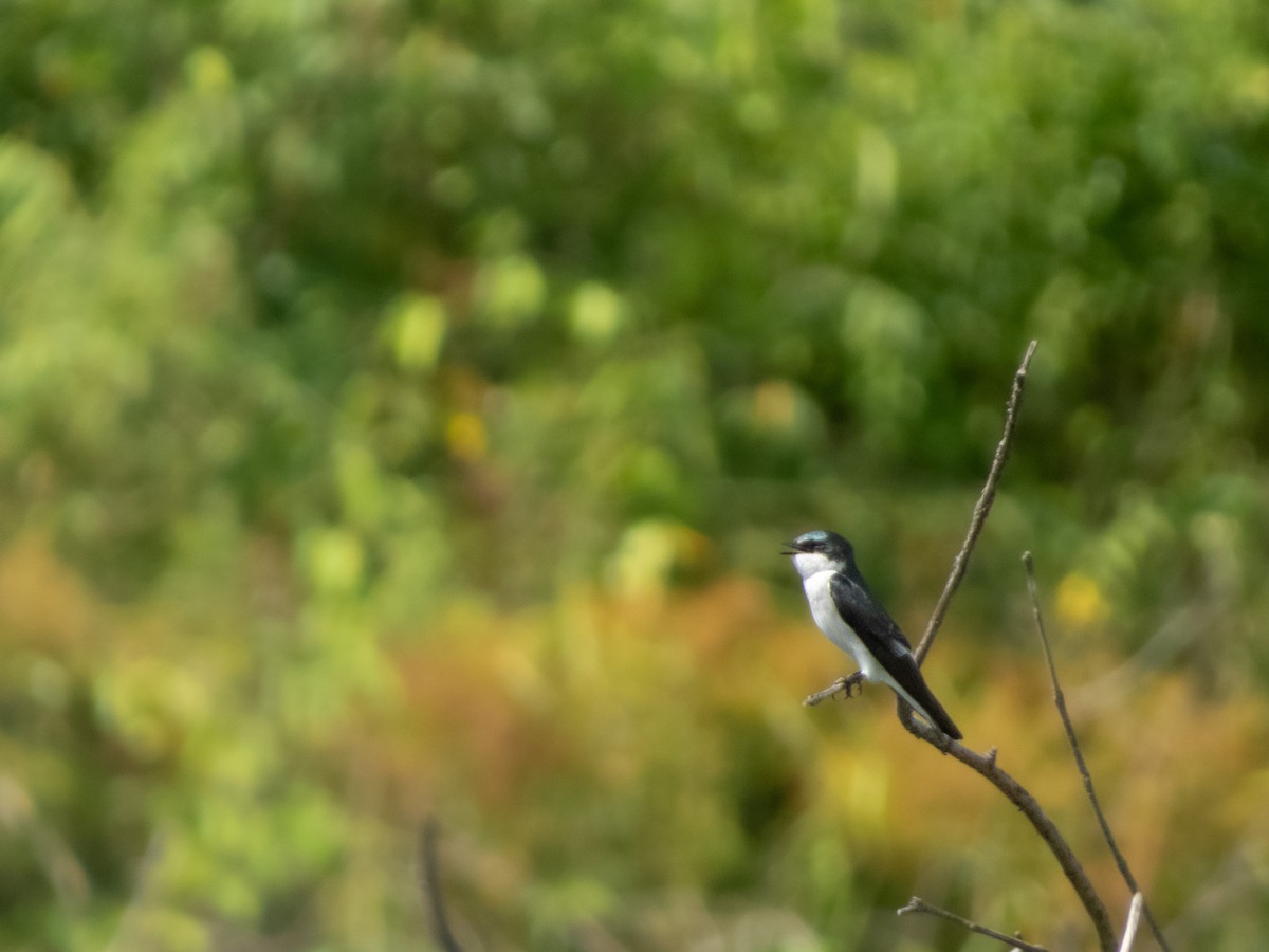 Mangrove Swallow - ML644489176