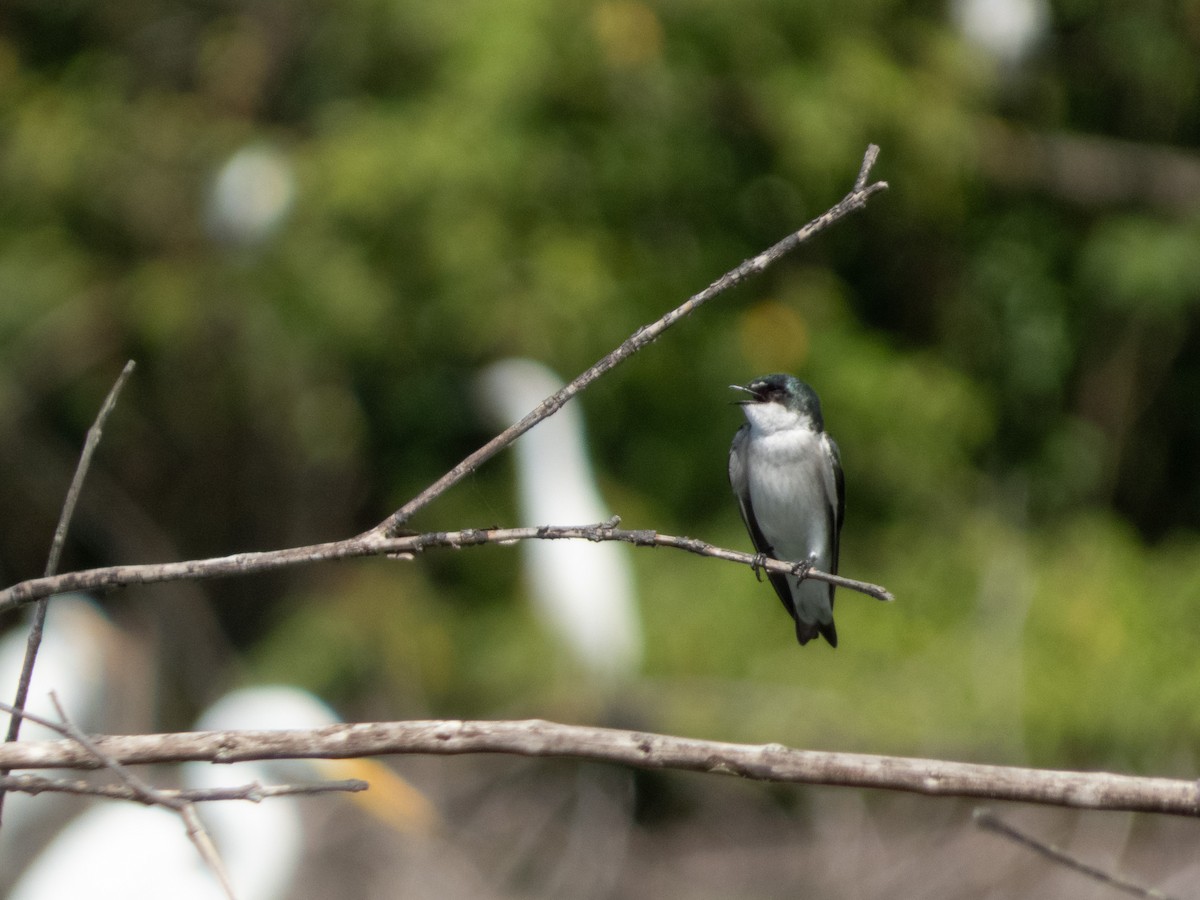 Mangrove Swallow - ML644489177
