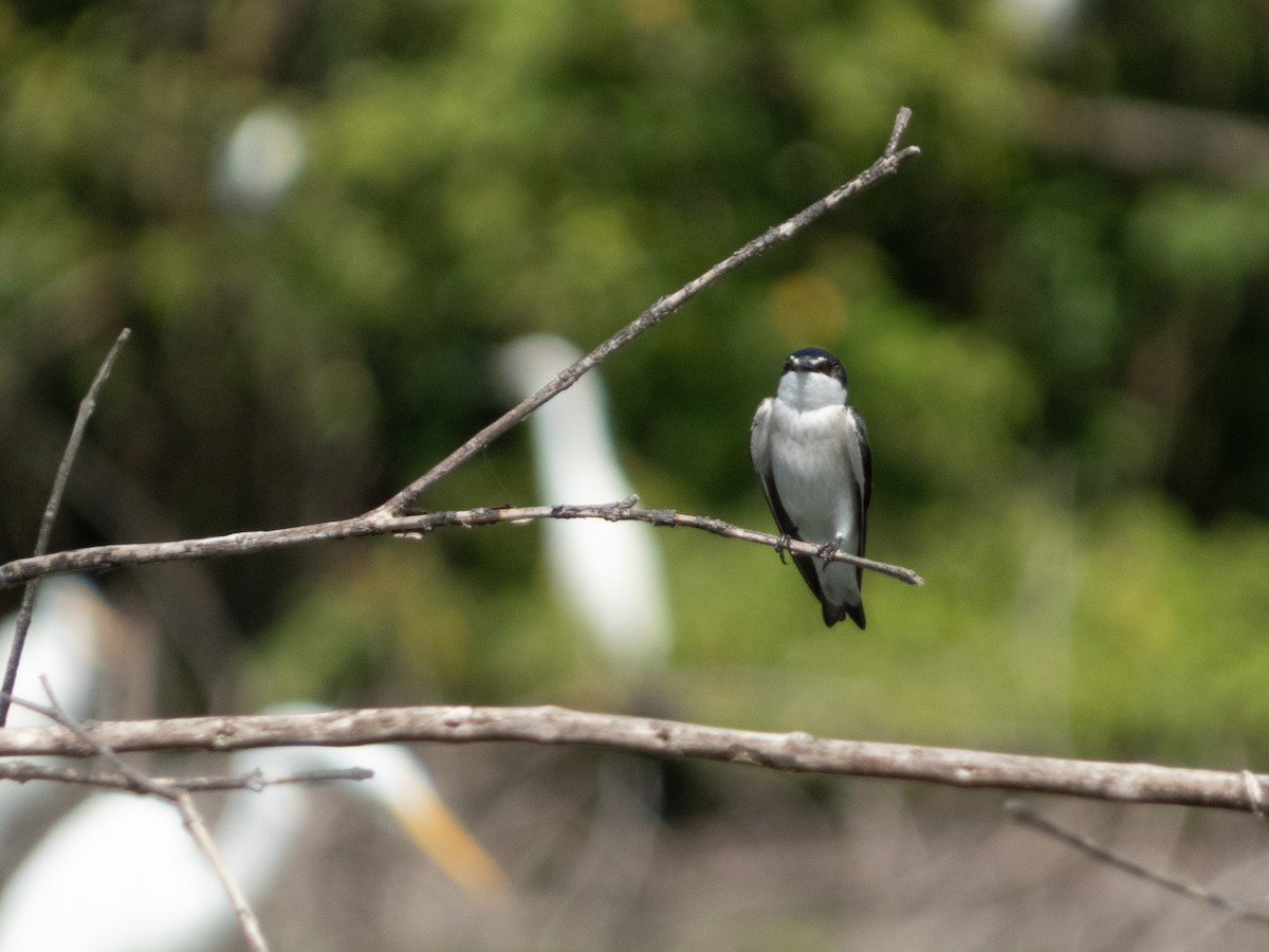 Mangrove Swallow - ML644489178