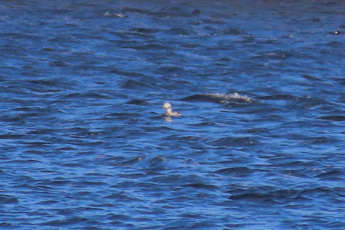 Long-tailed Duck - ML644489179