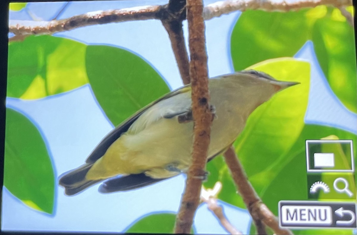 アカメモズモドキ - ML644489182