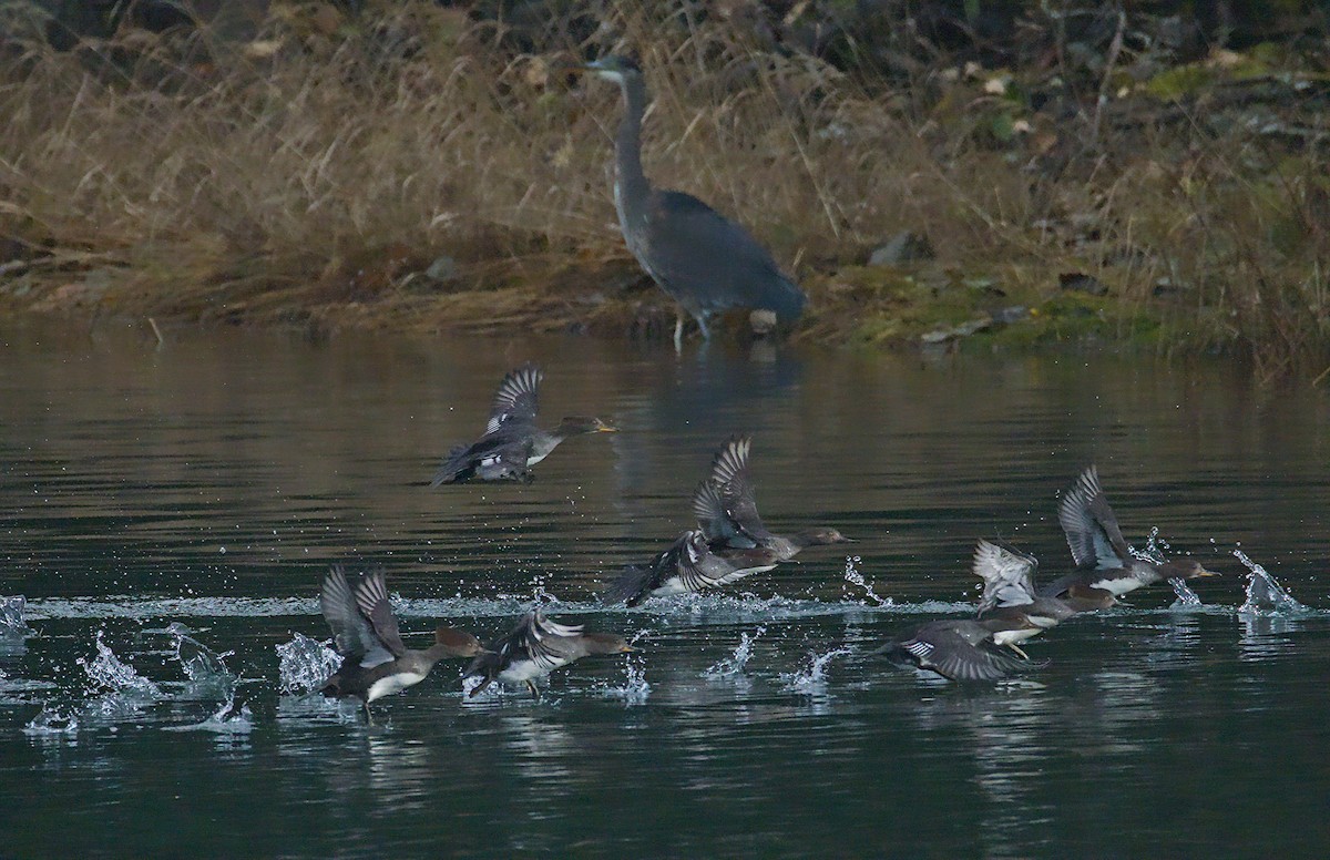 Başlıklı Tarakdiş - ML644489183