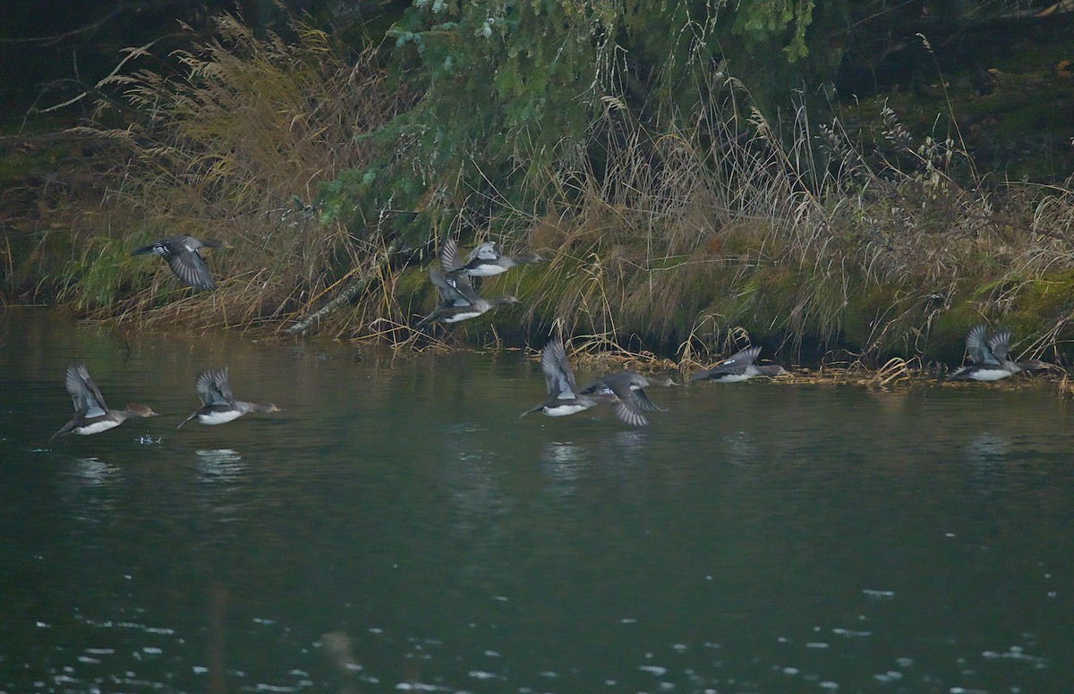 Başlıklı Tarakdiş - ML644489186