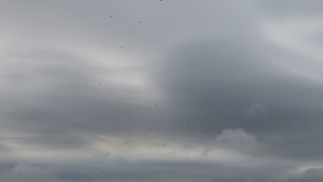 Pine Grosbeak - ML644489190