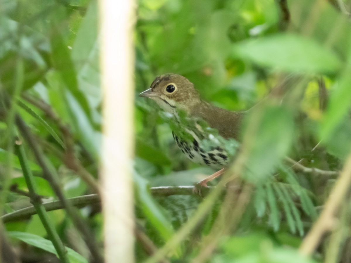Ovenbird - ML644489199