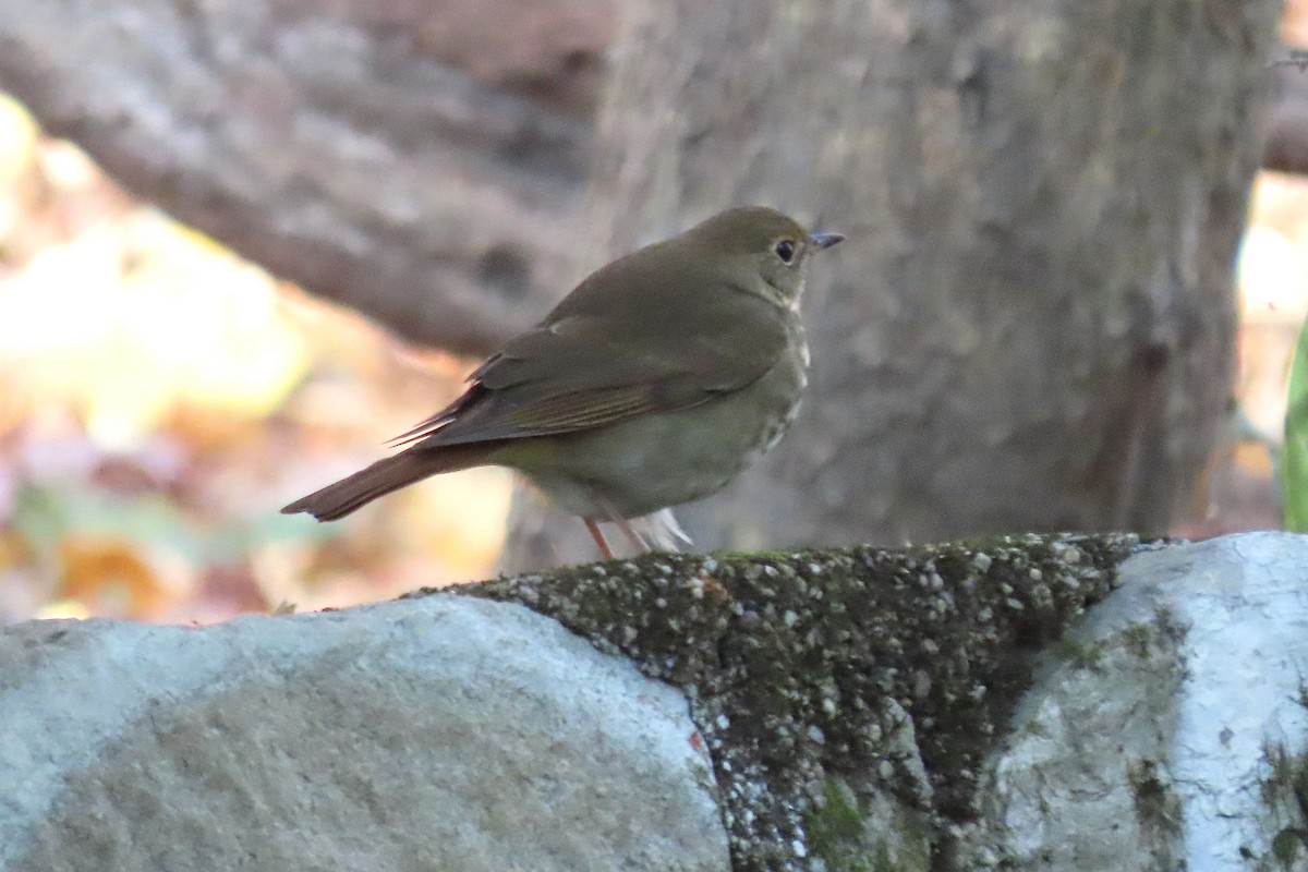 Hermit Thrush - ML644489202