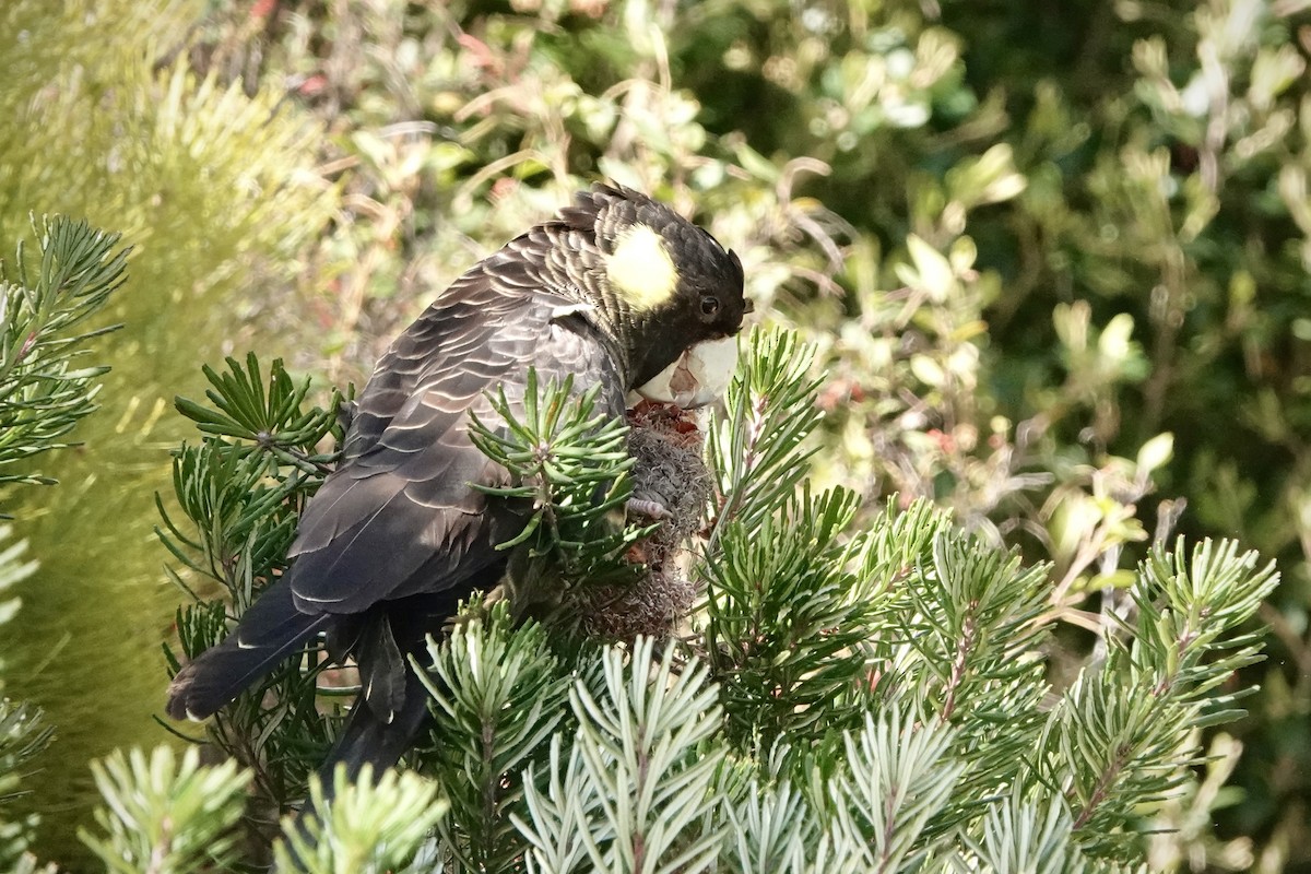 キイロオクロオウム - ML644489204