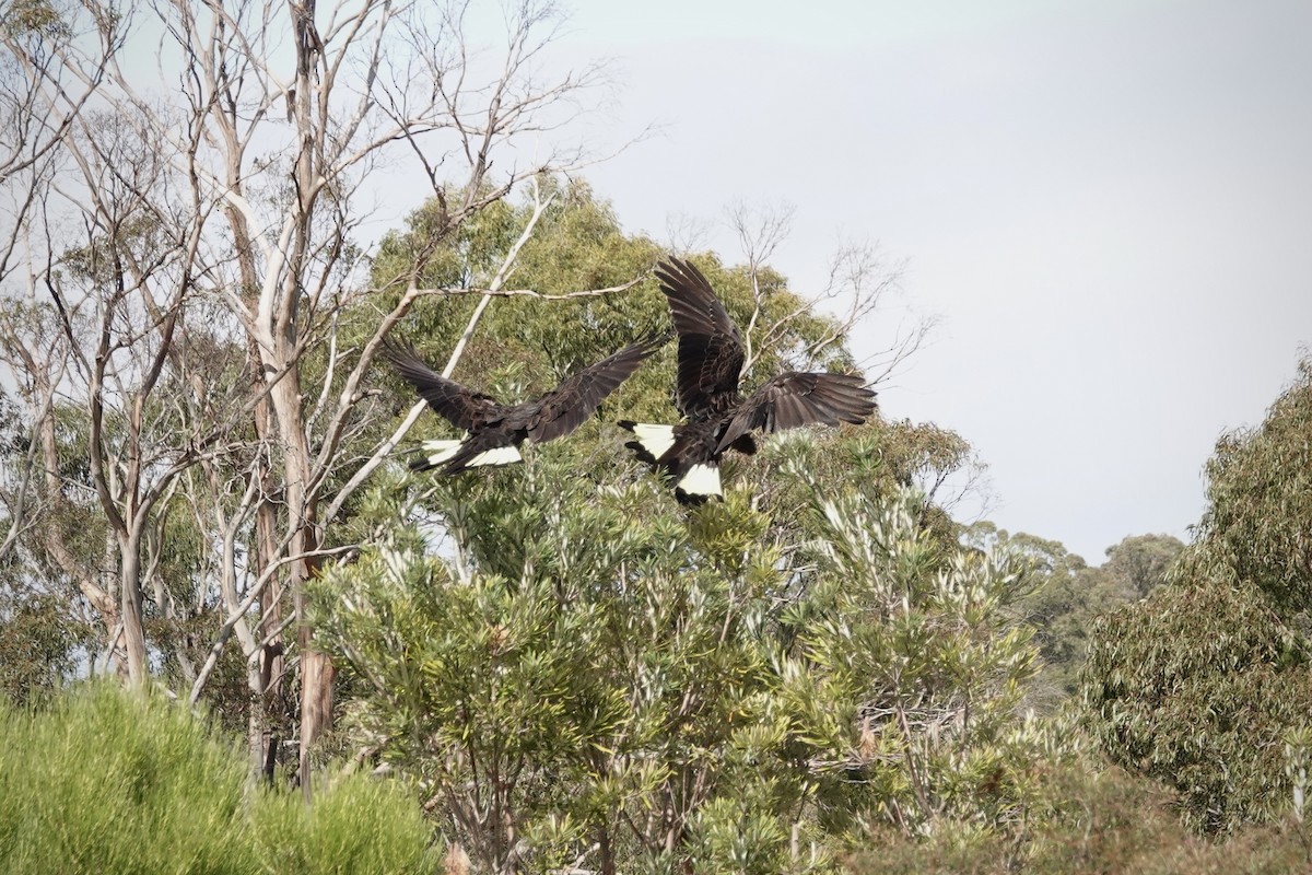 キイロオクロオウム - ML644489205
