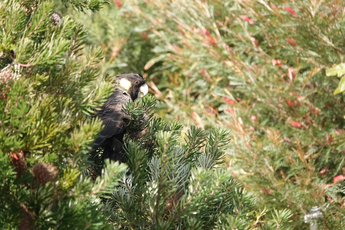 キイロオクロオウム - ML644489207