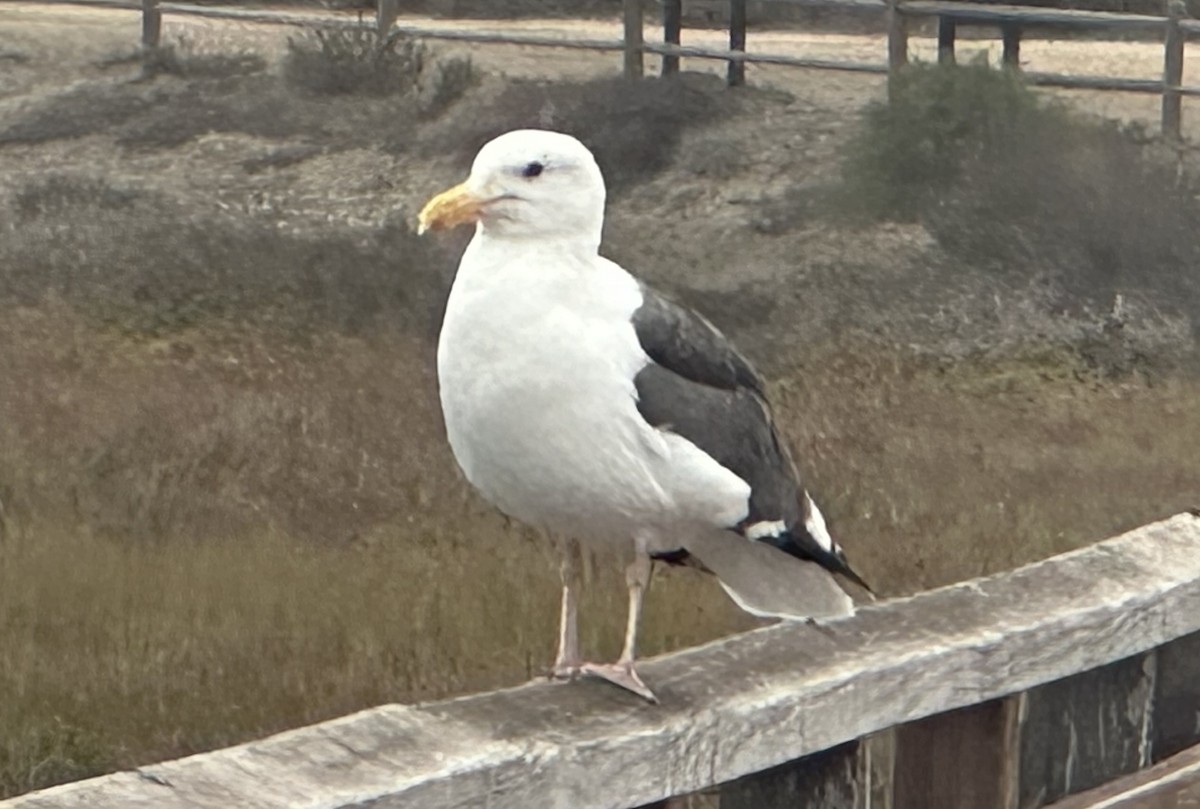 Western Gull - ML644489214