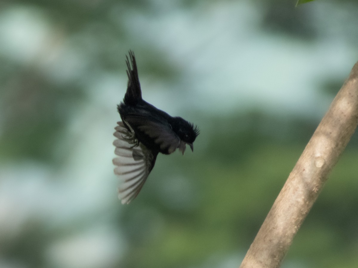 Blue-black Grassquit - ML644489215