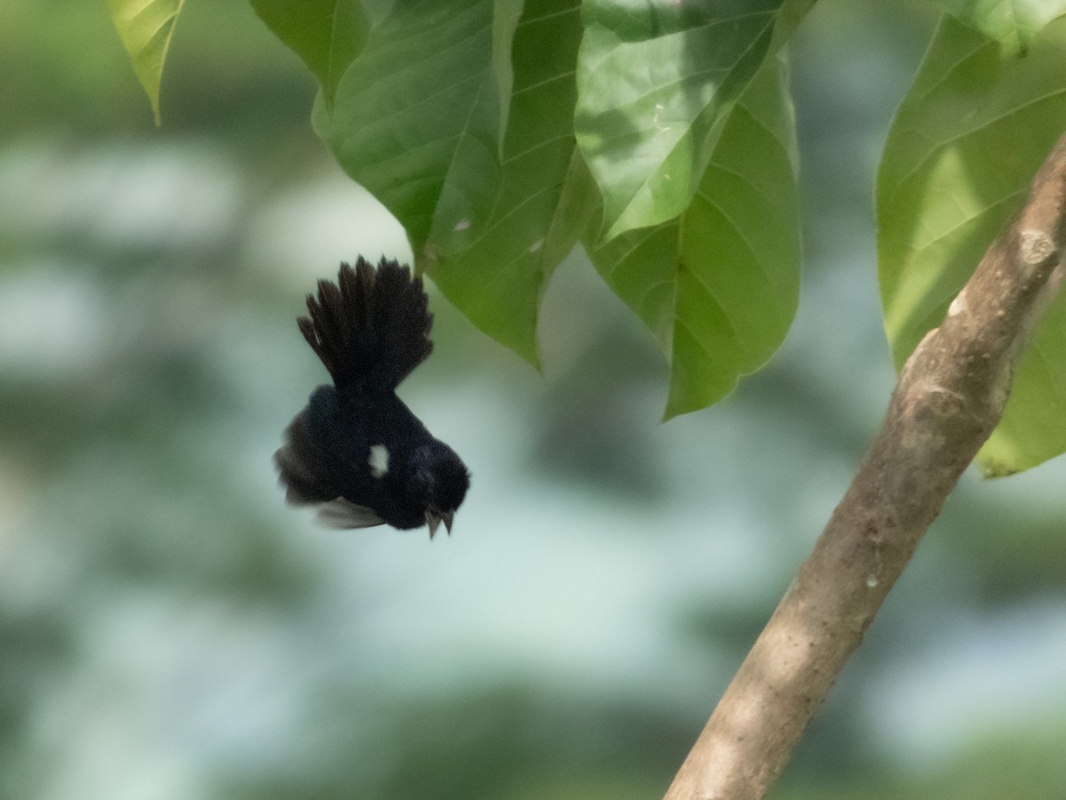 Blue-black Grassquit - ML644489216