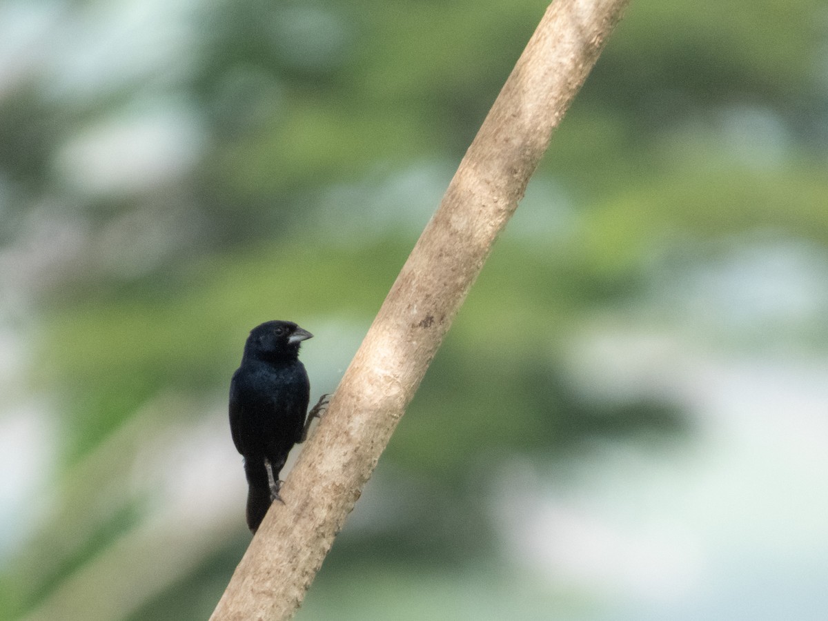 Blue-black Grassquit - ML644489217