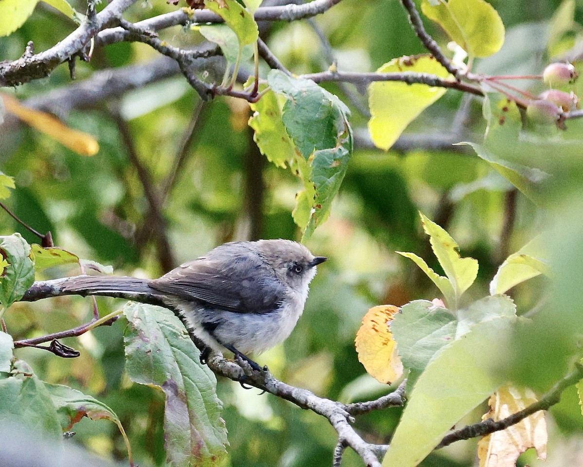 Bushtit - ML644489218