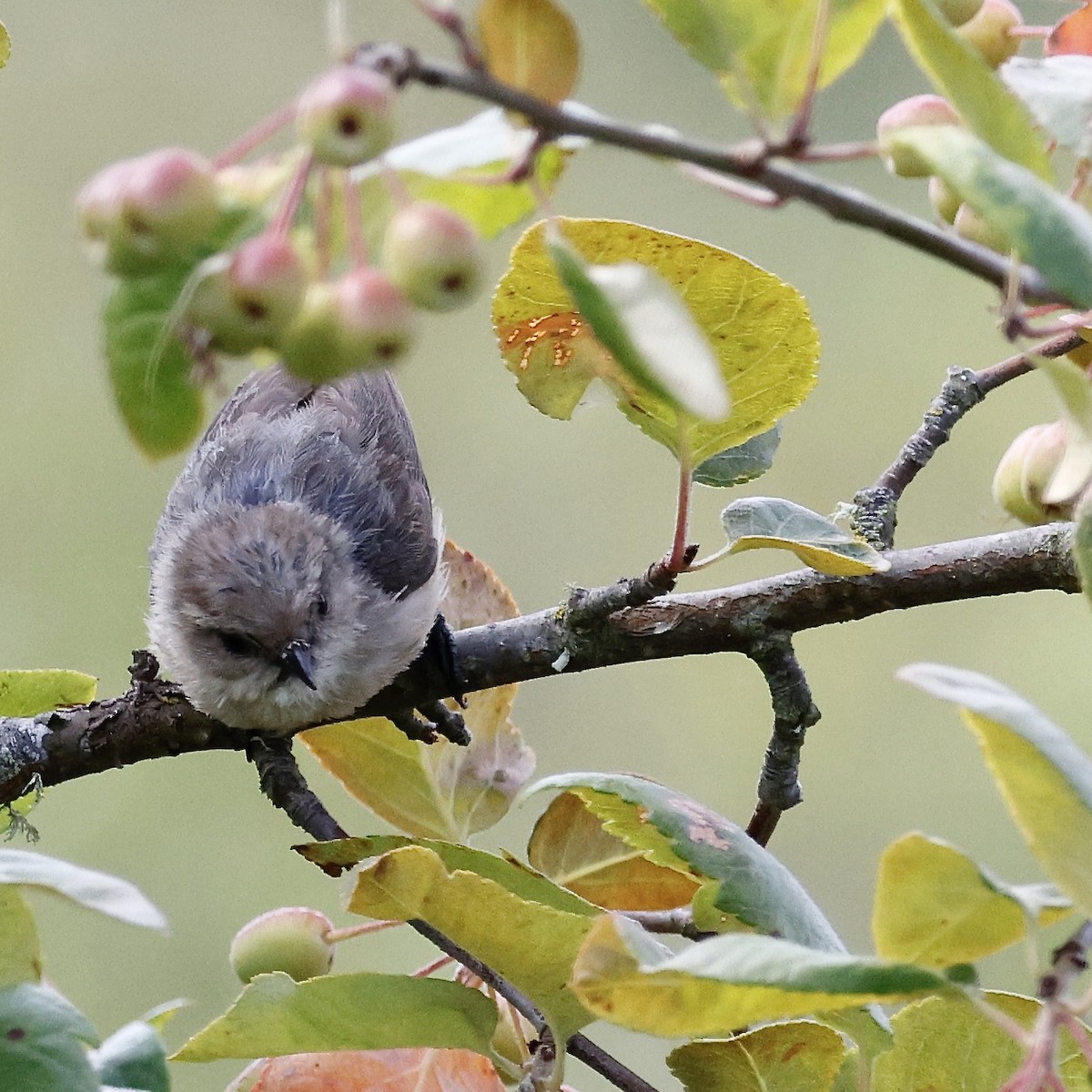 Bushtit - ML644489219