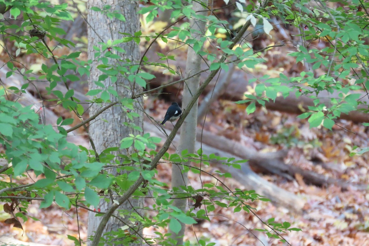 סבכון שחור-גרון - ML644489227