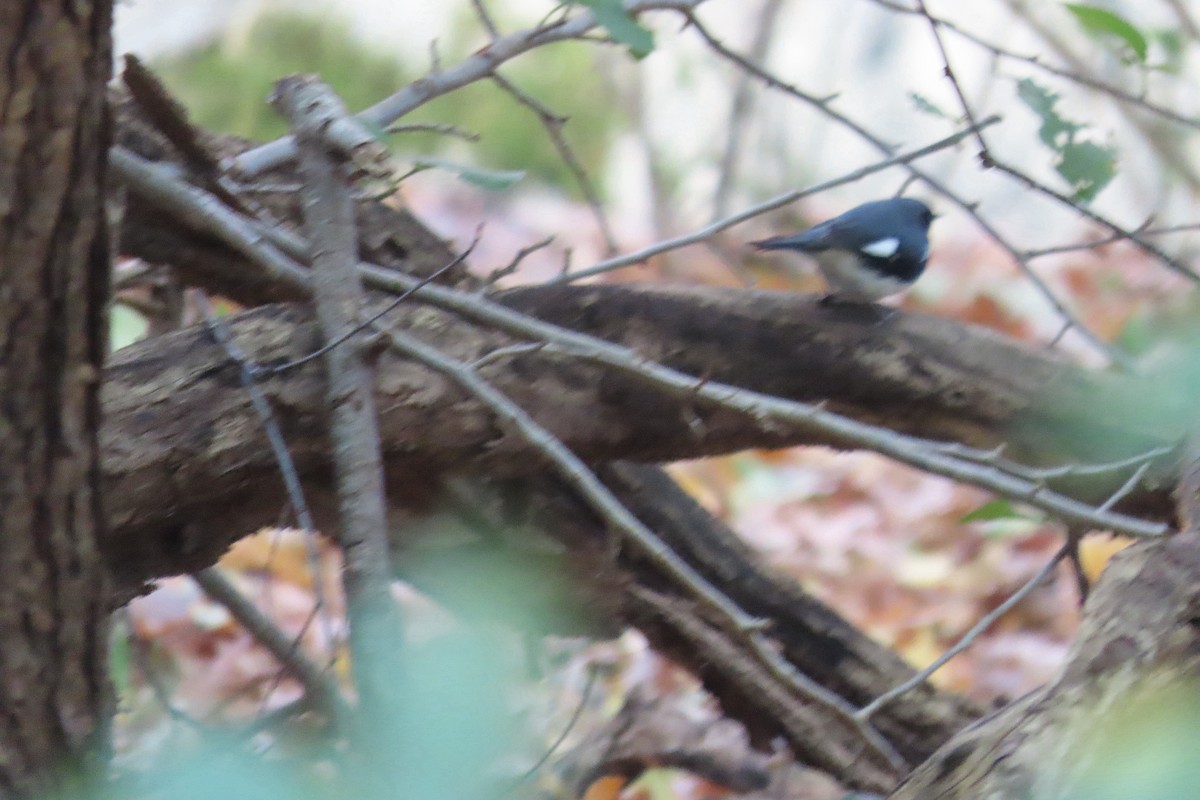 סבכון שחור-גרון - ML644489228