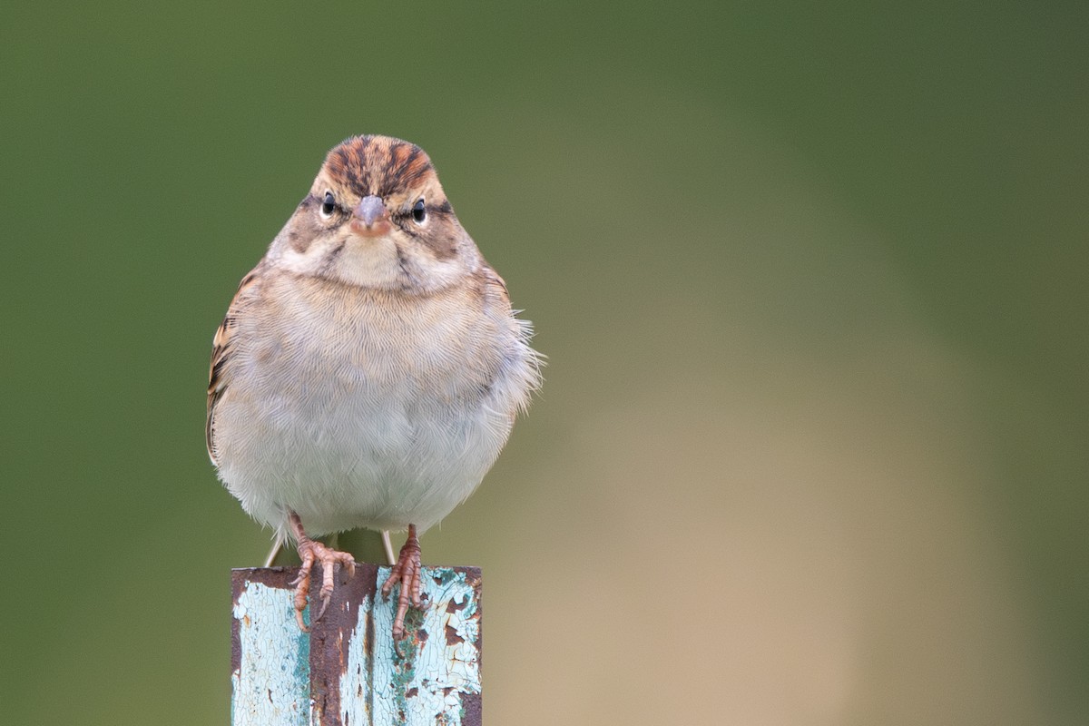 Chipping Sparrow - ML644489236