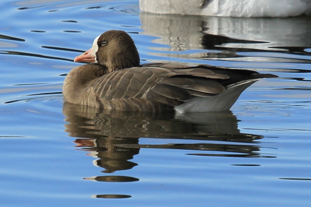 husa běločelá (ssp. gambelli/sponsa) - ML644489244
