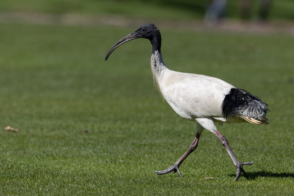Australian Ibis - ML644489245