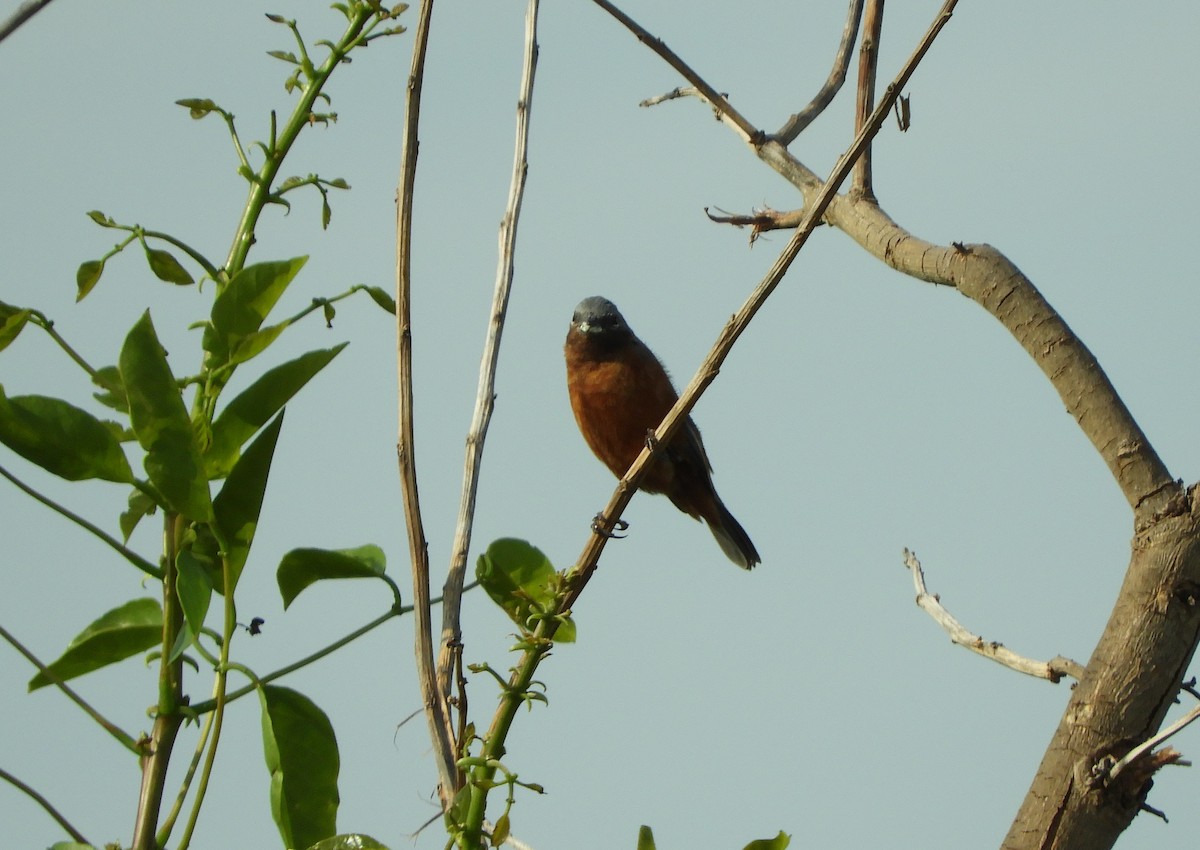 Rufous-rumped Seedeater - ML644489246