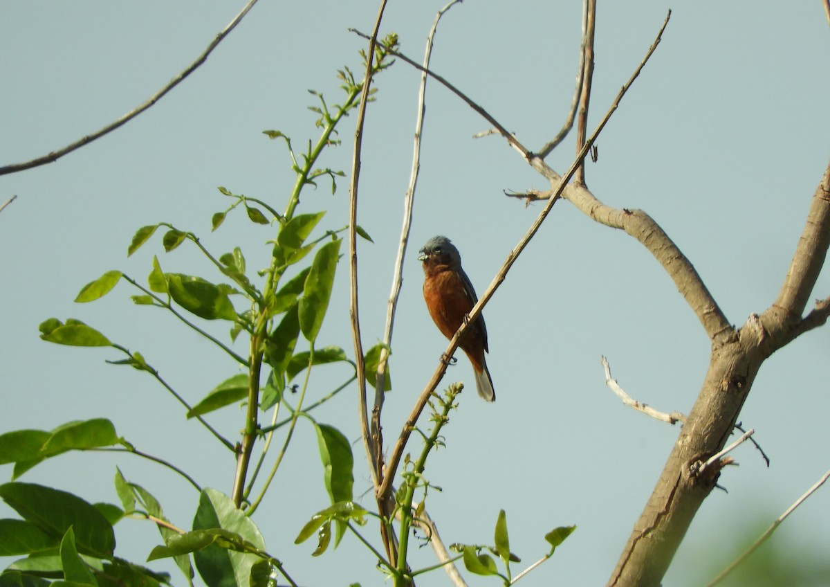 Rufous-rumped Seedeater - ML644489247