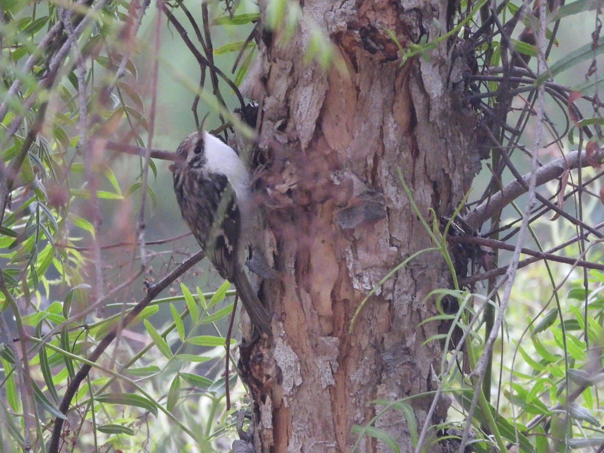 Brown Creeper - ML644489264