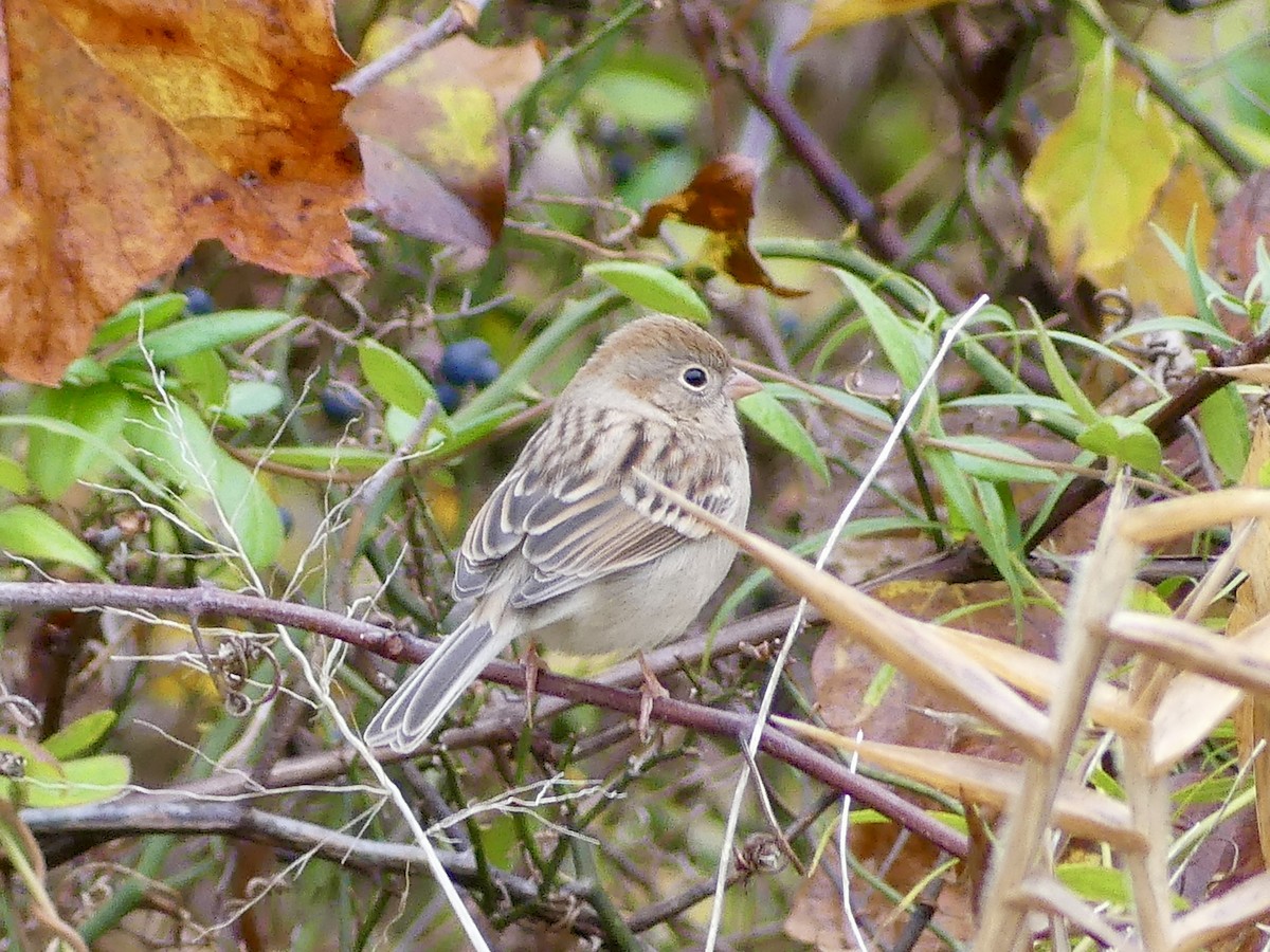 Field Sparrow - ML644489297