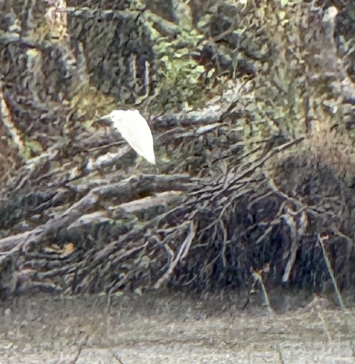Little Blue Heron - ML644489301