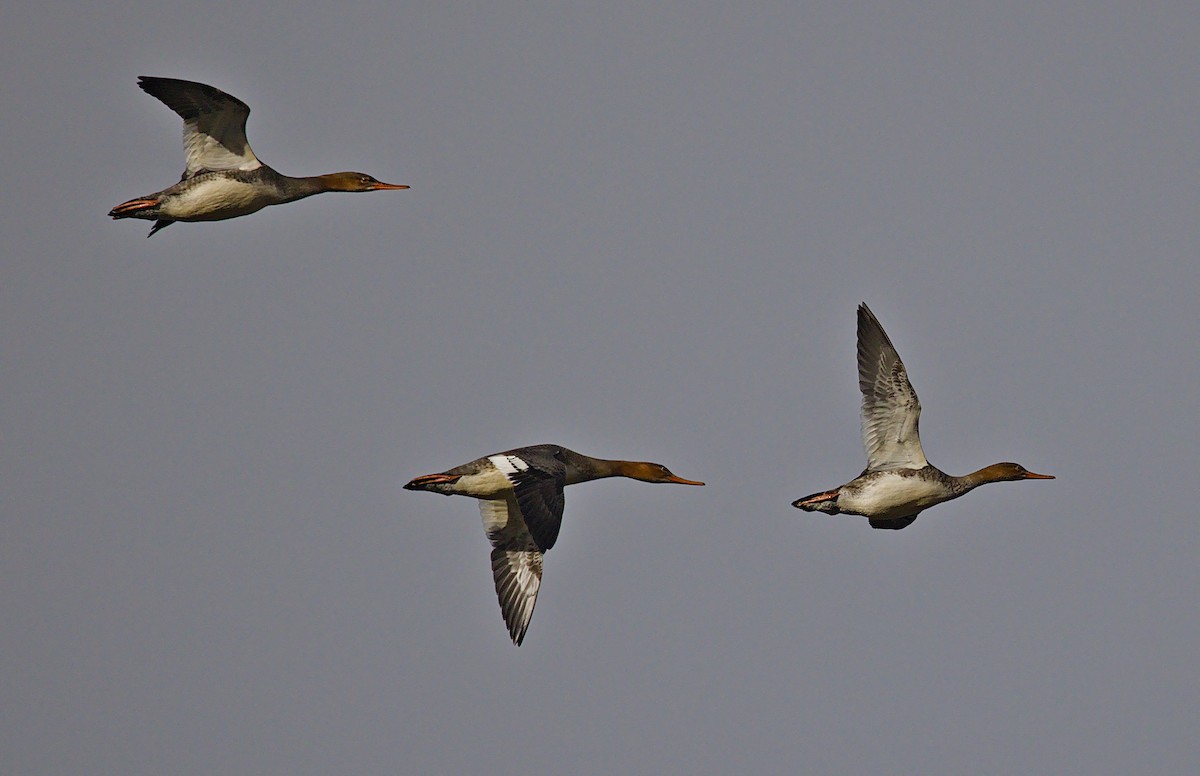 מרגון בינוני - ML644489308