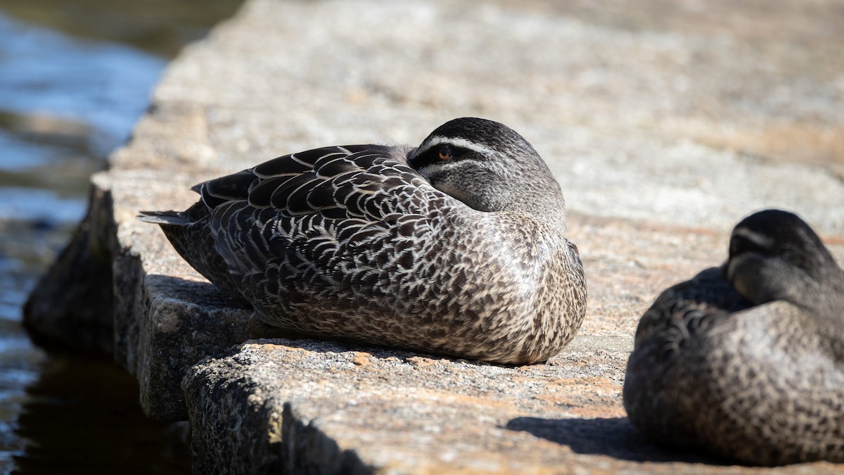 マミジロカルガモ - ML644489310