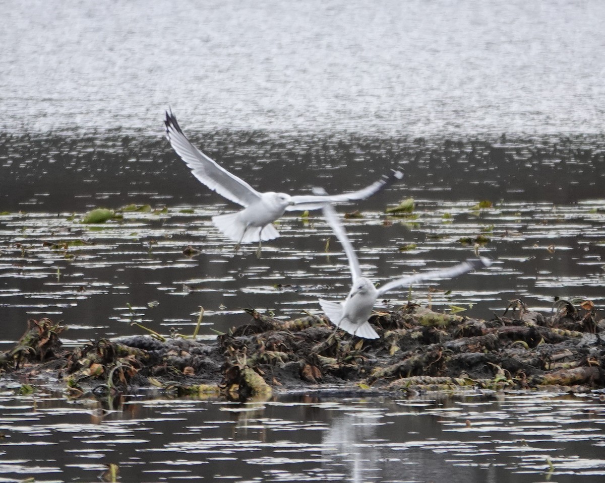 racek kroužkozobý - ML644489329