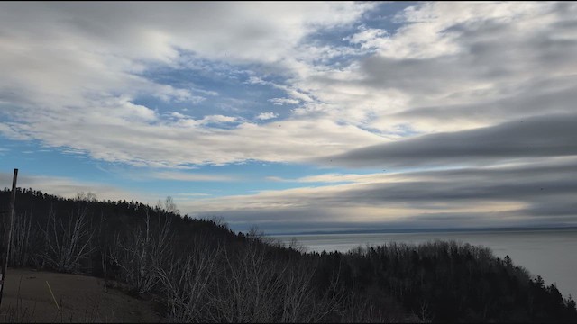 Pine Grosbeak - ML644489330