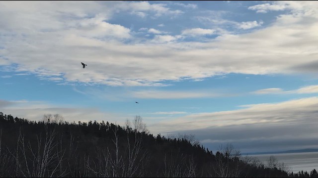 Pine Grosbeak - ML644489332