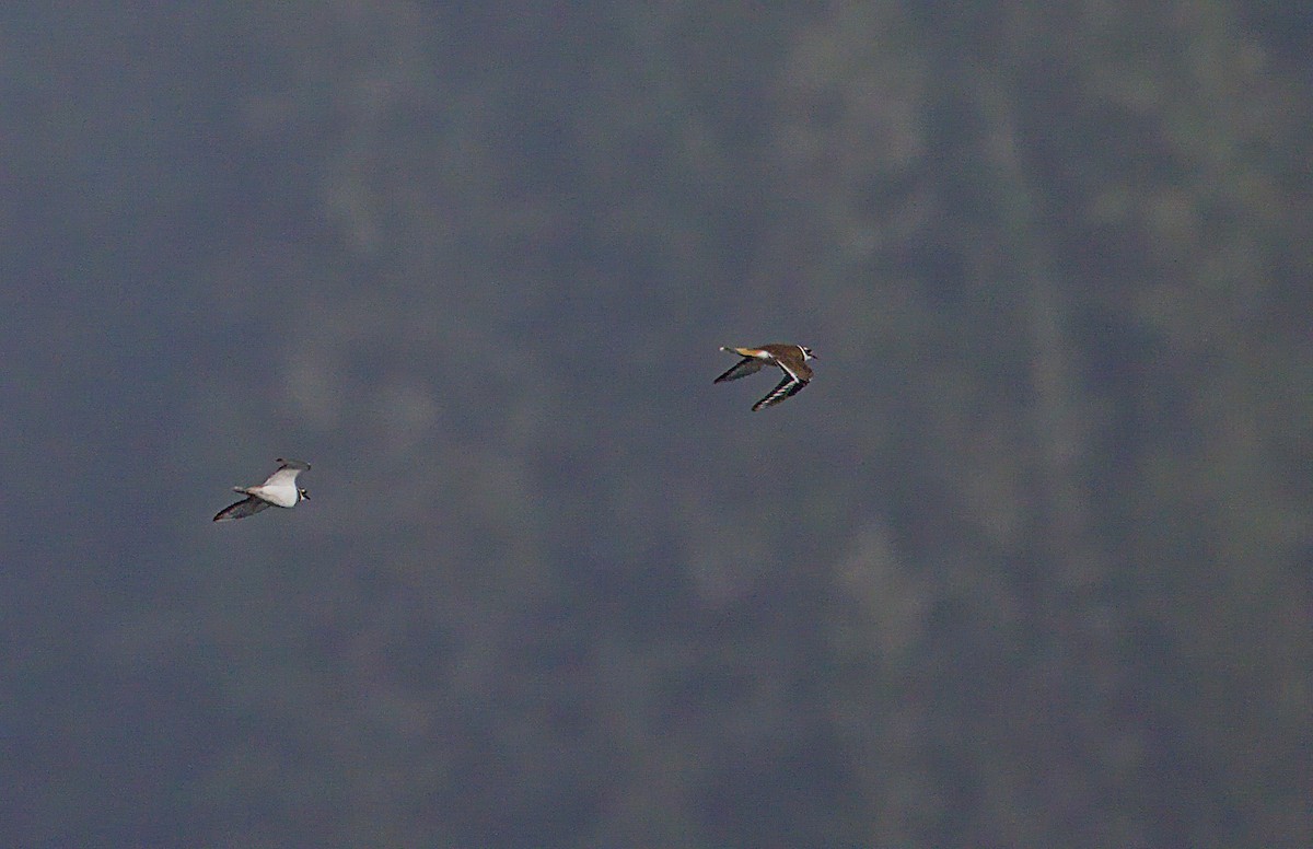 Çayır Cılıbıtı - ML644489333