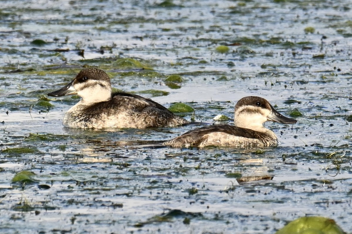 Gobbo della Giamaica - ML644489345