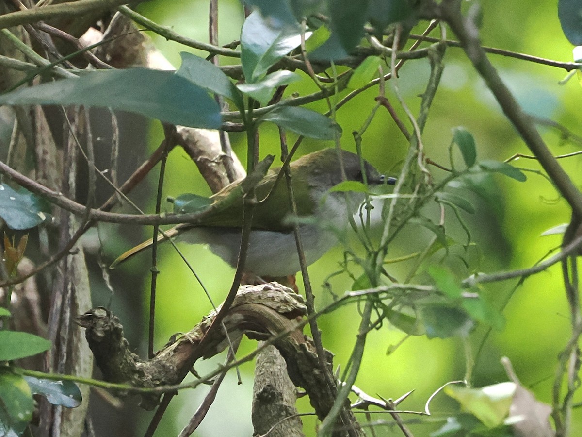 Yeşil Sırtlı Kamaropter - ML644489350