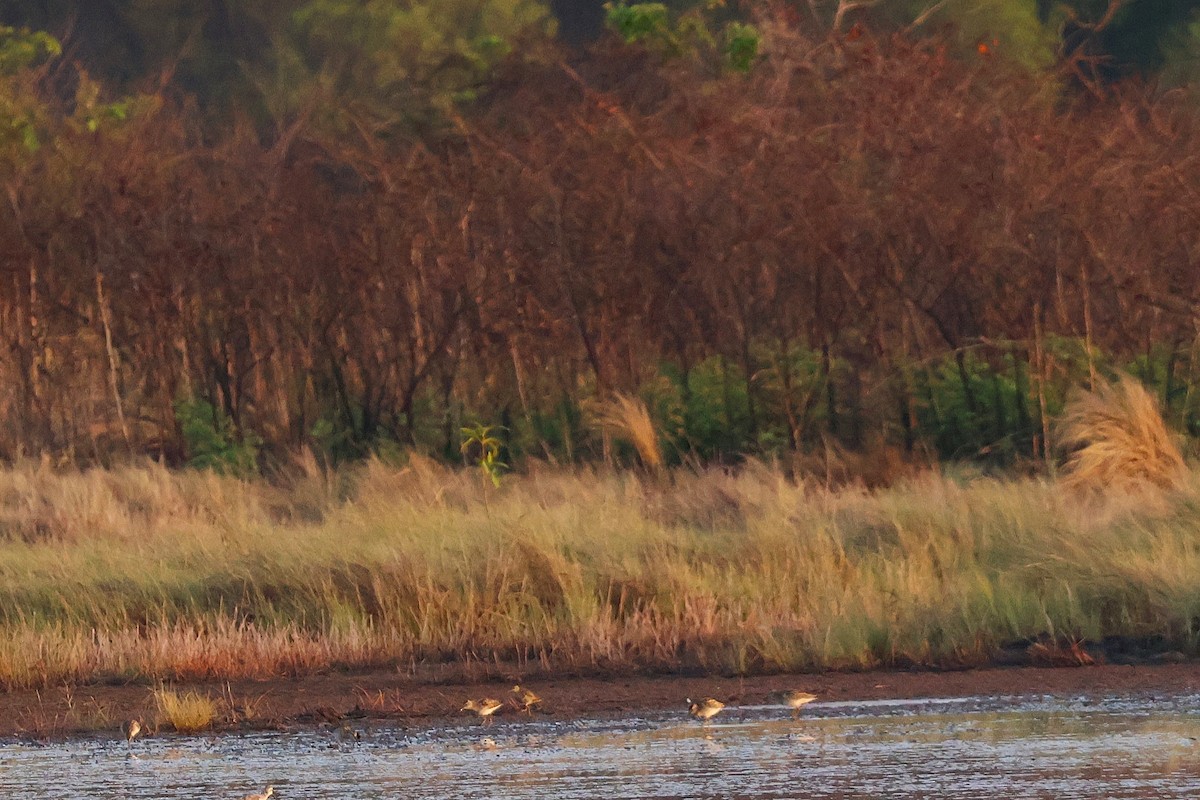 Sharp-tailed Sandpiper - ML644489354