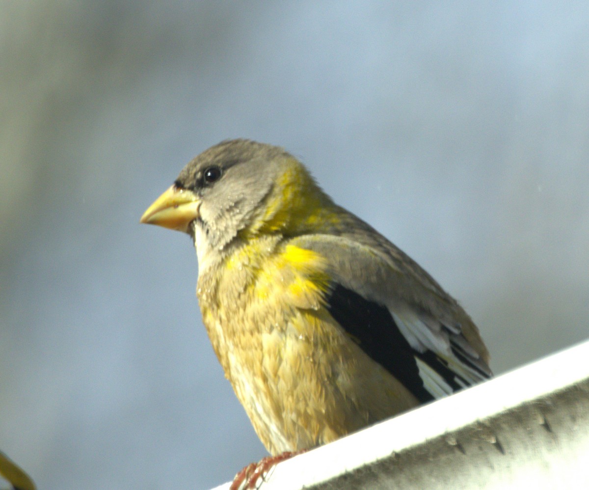 キビタイシメ - ML644489359