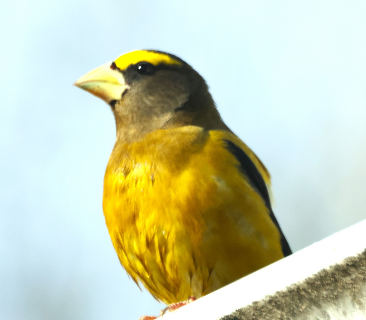 キビタイシメ - ML644489360