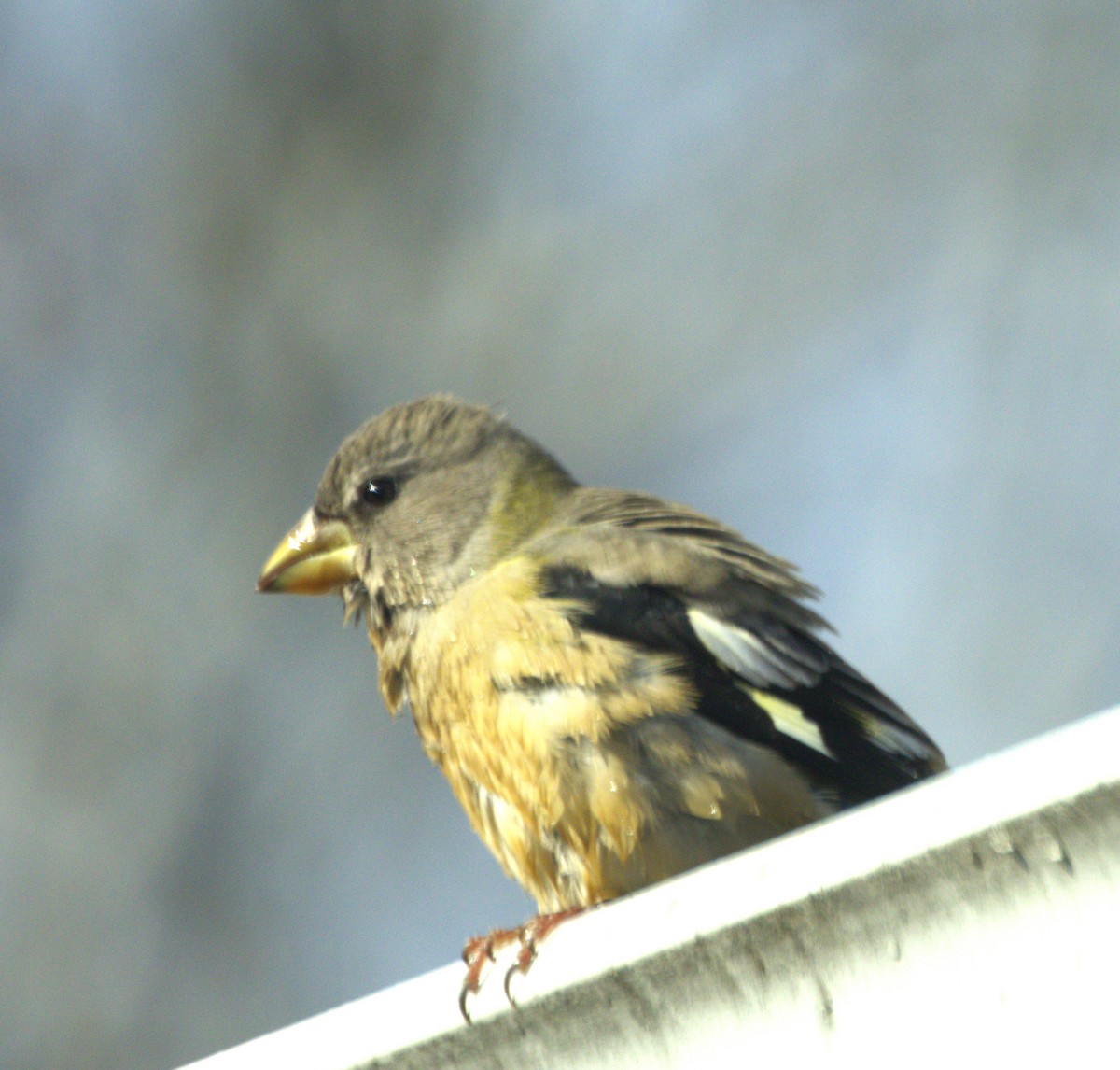 キビタイシメ - ML644489363