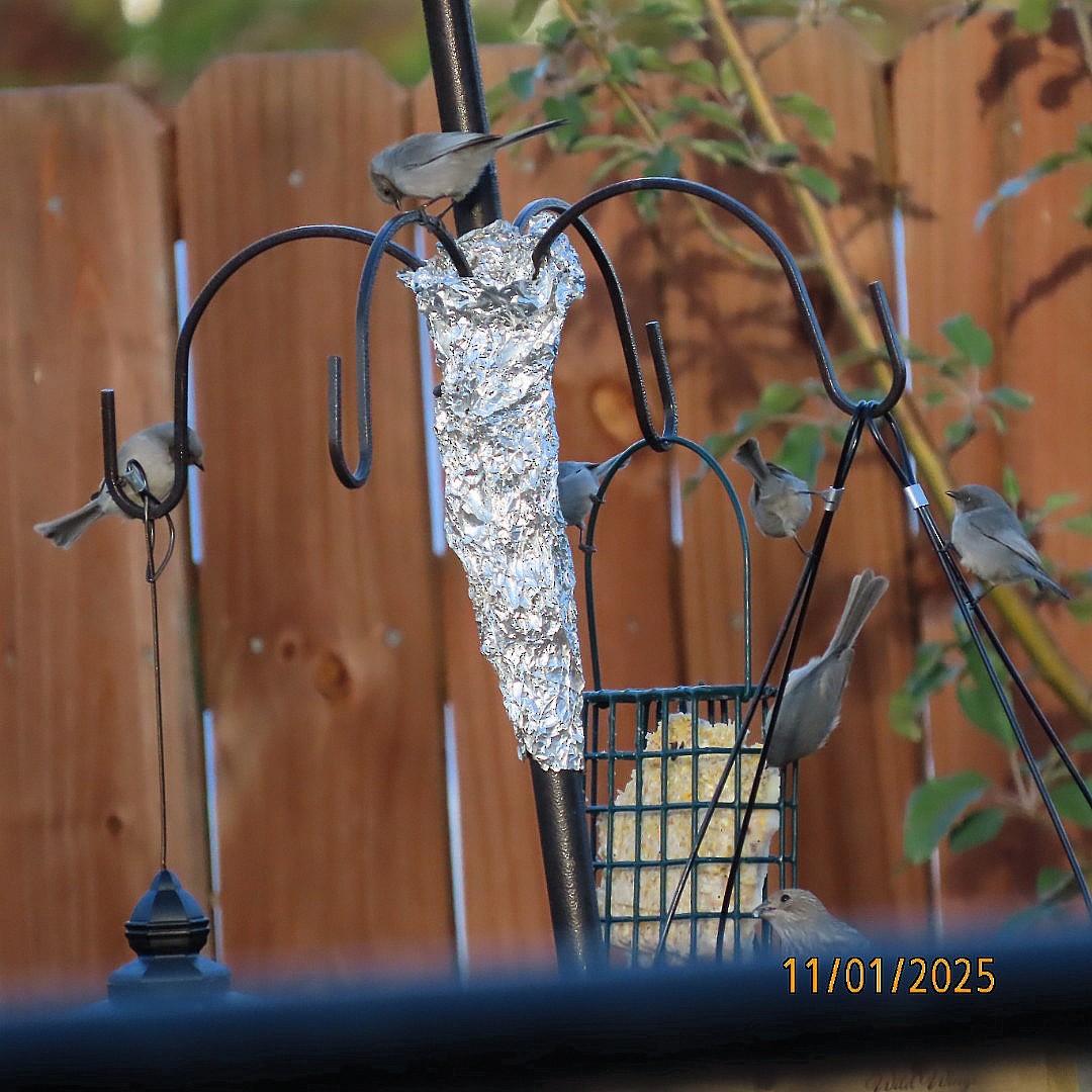 Bushtit - ML644489364