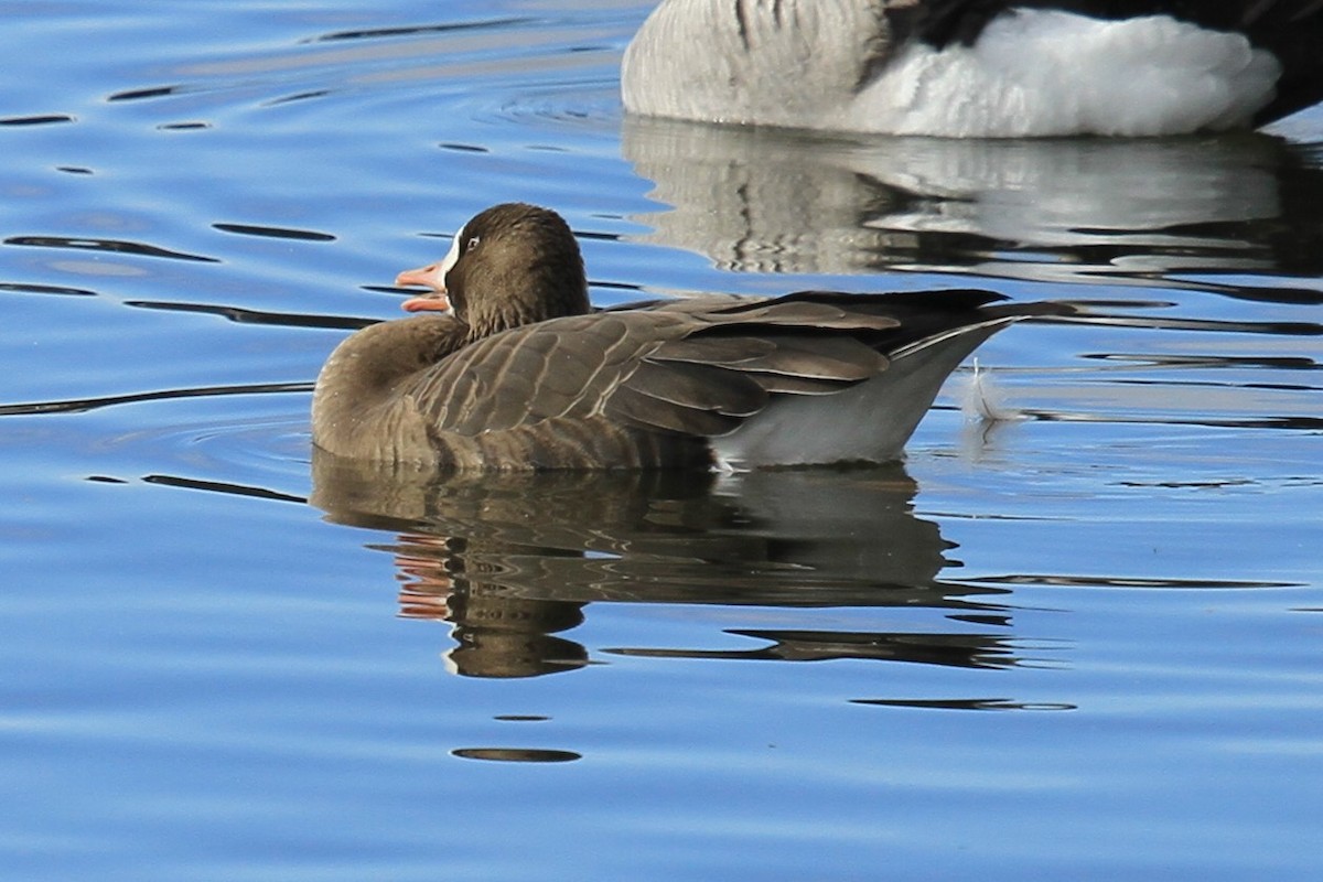 husa běločelá (ssp. gambelli/sponsa) - ML644489366