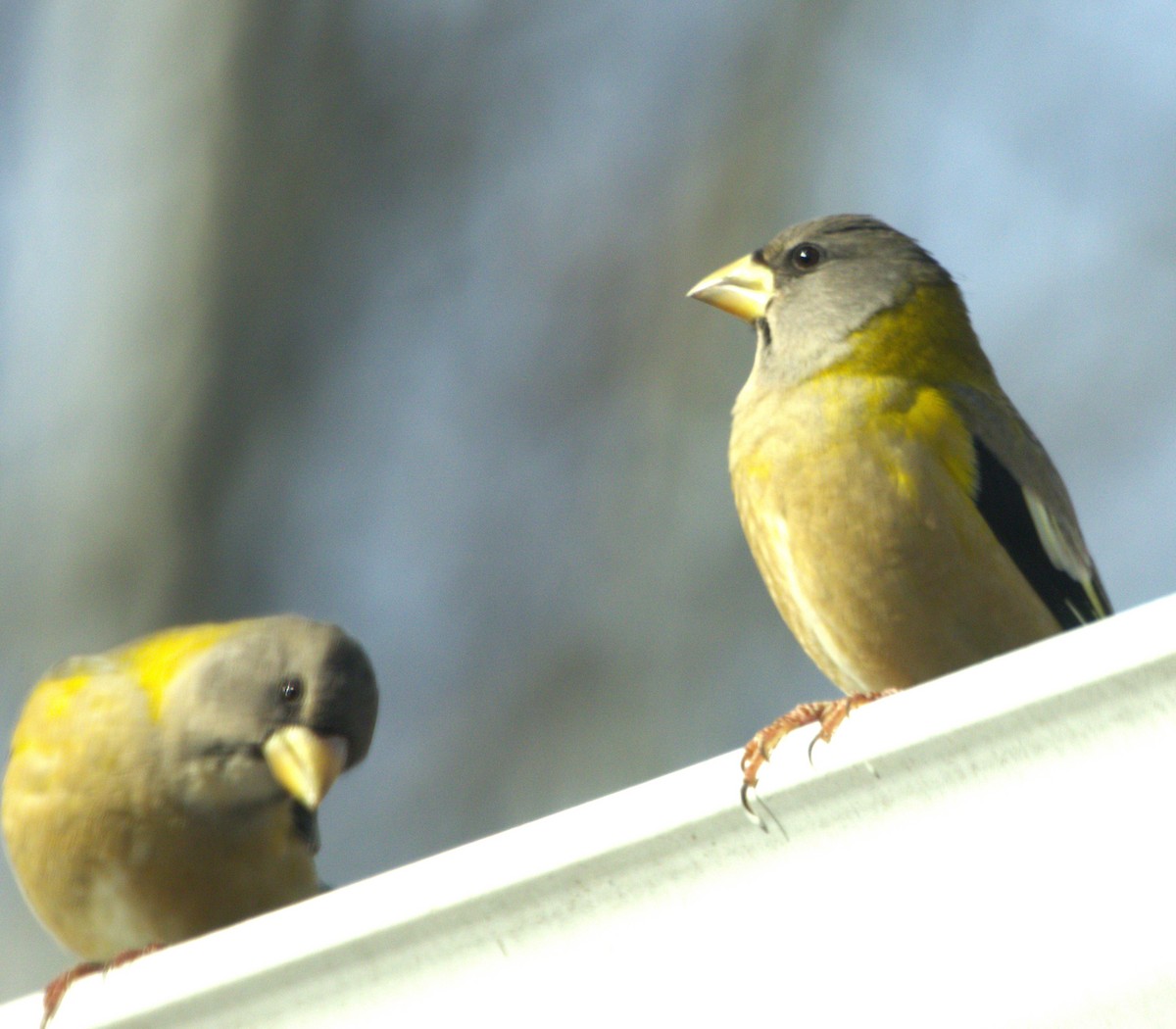 キビタイシメ - ML644489377