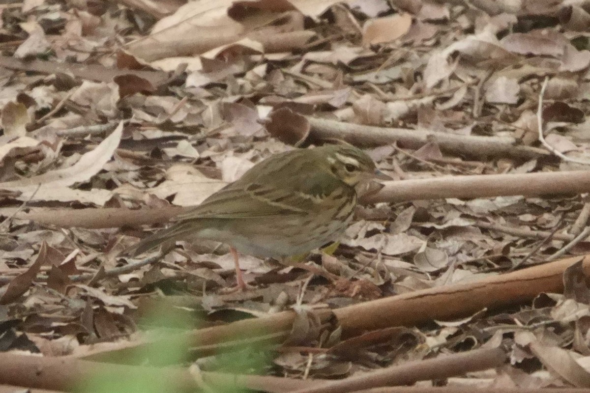 Olive-backed Pipit - ML644489378