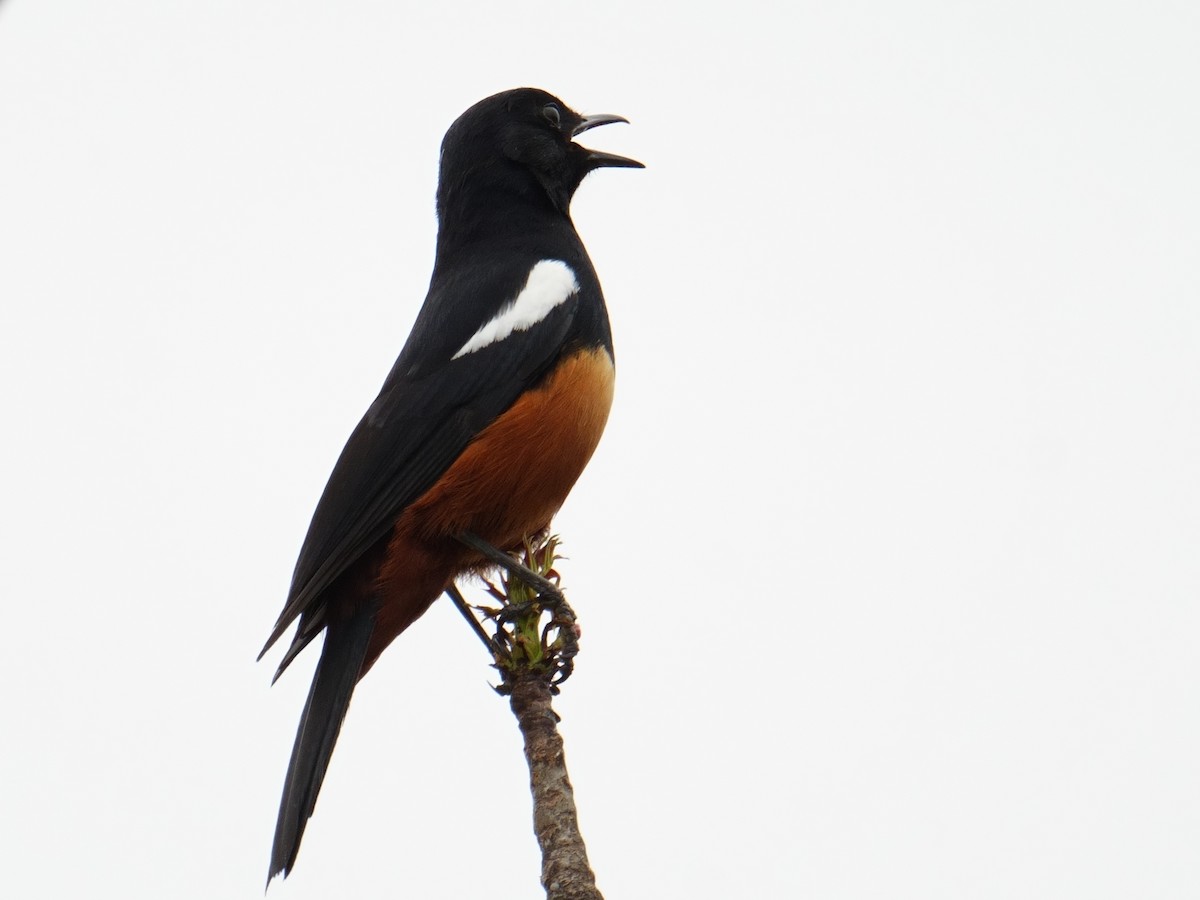 Mocking Cliff-Chat - ML644489380