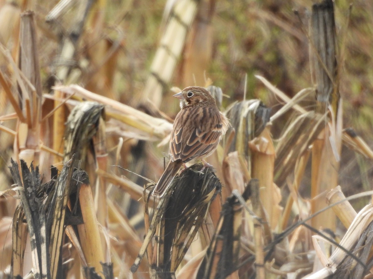 Abendammer - ML644489382