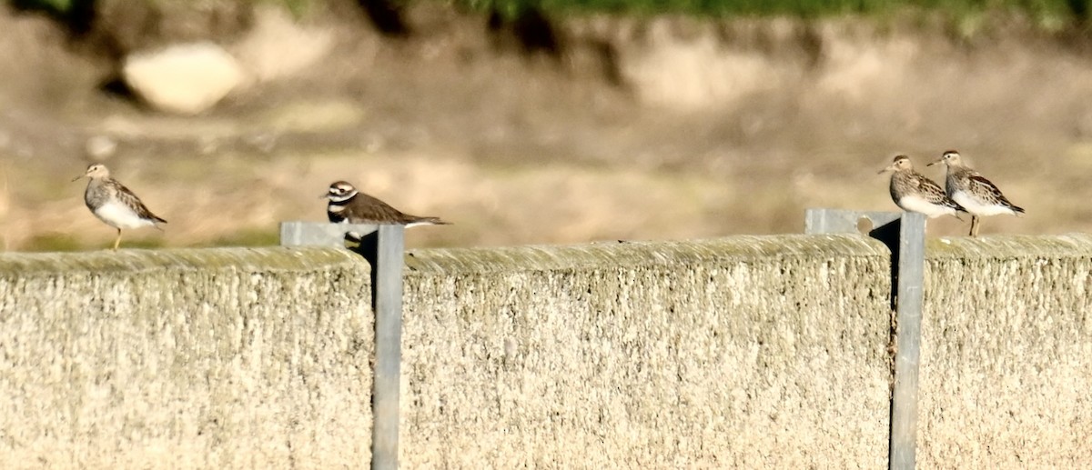 Pectoral Sandpiper - ML644489389