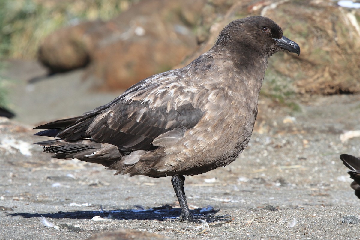 Brown Skua (Subantarctic) - ML644489390